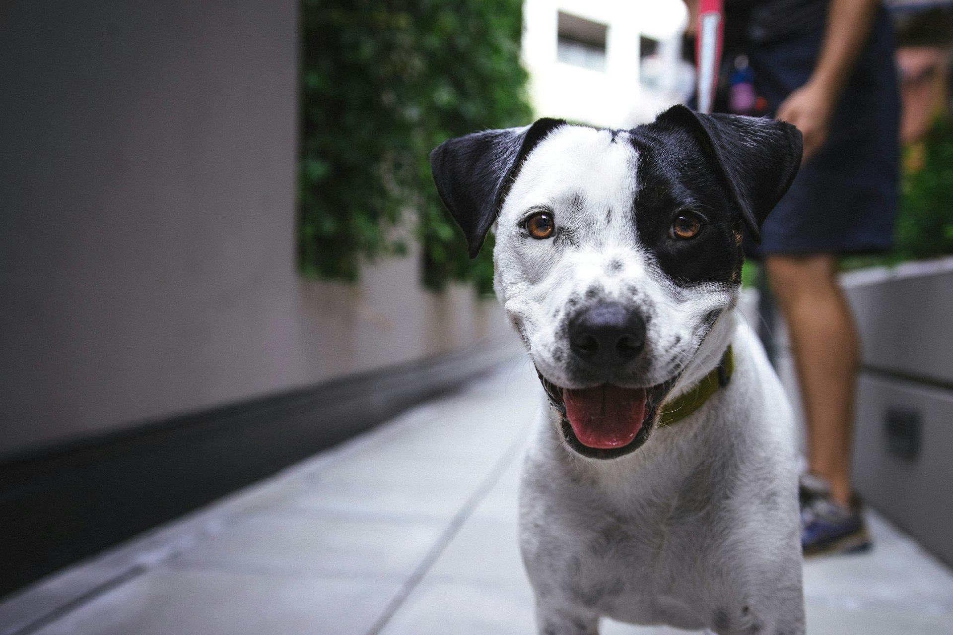A community dog being cared for by a volunteer